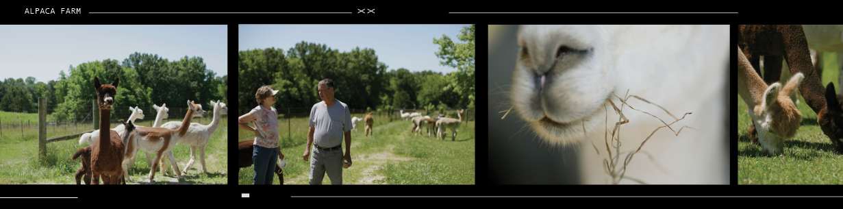 Alpacas film strip